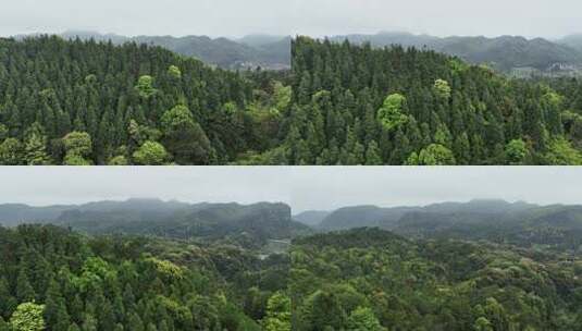 云雾森林航拍大景4K高清在线视频素材下载