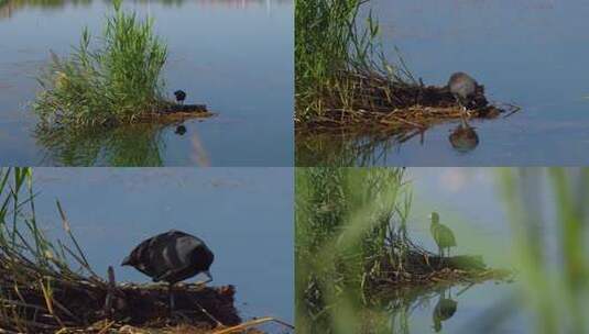 湿地公园水中国家野生保护动物黑鹳高清在线视频素材下载