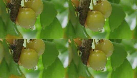 雨中银杏树上的白果高清在线视频素材下载