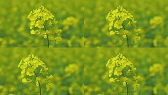 黄花油菜花春色满园花朵高清在线视频素材下载