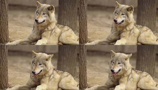 动物园里的狼高清在线视频素材下载