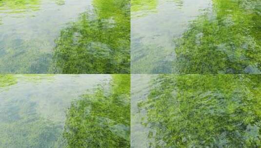 碧绿的水草中的一条红鱼高清在线视频素材下载