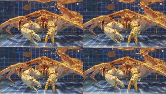 海鲜帝王蟹阿拉斯加帝王蟹高清在线视频素材下载
