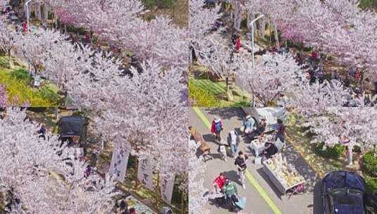 樱花节樱花市集春天市集高清在线视频素材下载