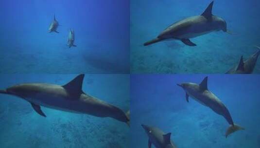 海豚 海豚捕鱼 海洋生物 一群海豚高清在线视频素材下载