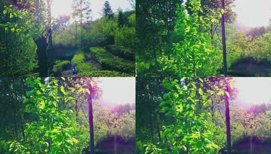 枯树逢春阳光绿叶高清在线视频素材下载