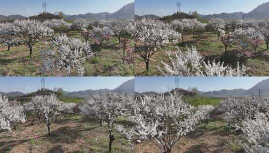 航拍山东文登界石桃花岘村的珍珠梅高清在线视频素材下载