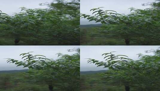 阴天傍晚风吹摇摆的桃树高清在线视频素材下载