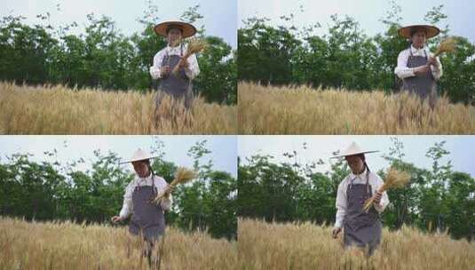 农民在小麦田采集麦秸秆高清在线视频素材下载