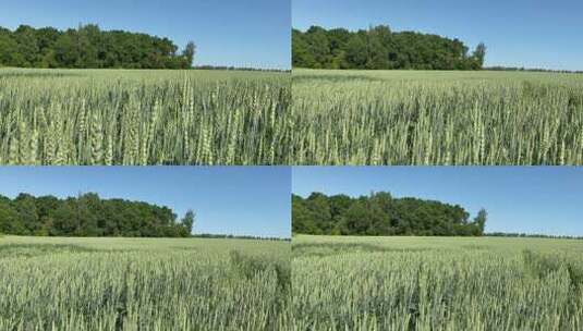 麦田 小麦 麦穗 农业高清在线视频素材下载
