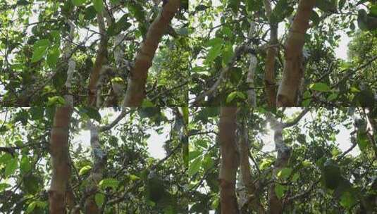 普洱古树茶鲜叶树干高清在线视频素材下载