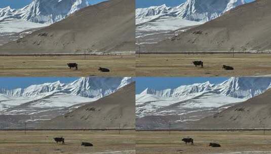 西藏定结县萨尔乡高原牧场航拍高清在线视频素材下载