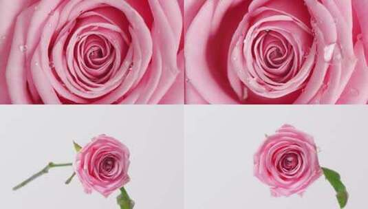粉色玫瑰花水中颜料玫瑰花上的水珠高清在线视频素材下载
