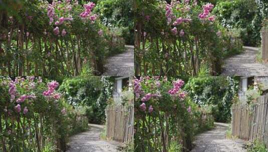 绿植鲜花开花花朵围栏栅栏小道花间花丛高清在线视频素材下载