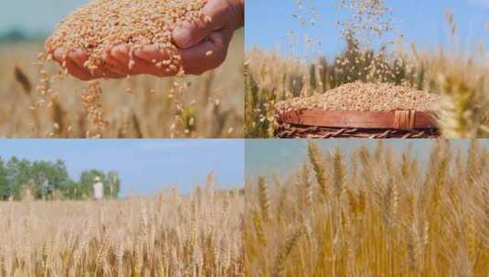 麦子成熟麦田高清在线视频素材下载