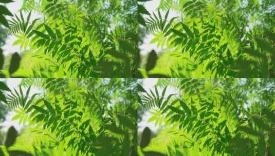 夏天阳光下的绿叶光影空镜高清在线视频素材下载