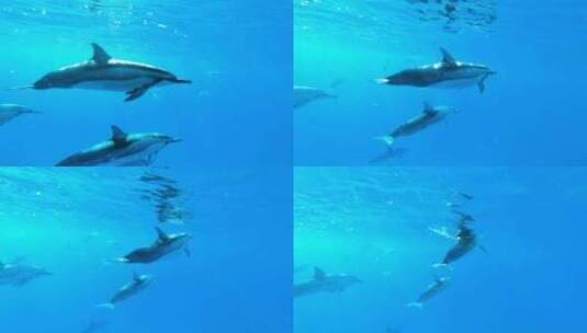 海底海豚高清在线视频素材下载