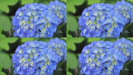 蓝色绣球花盆栽植物高清在线视频素材下载