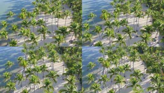 田园诗般的热带加勒比海滩——白沙和棕榈树；空中高清在线视频素材下载