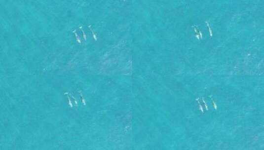 三只海豚在海洋中游泳高清在线视频素材下载