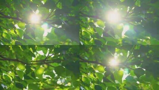 阳光穿过绿叶高清在线视频素材下载