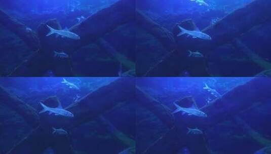 鱼 海底世界高清在线视频素材下载