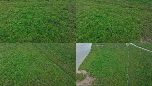 4k湛江乐民港红树林滩涂湿地保护区航拍高清在线视频素材下载