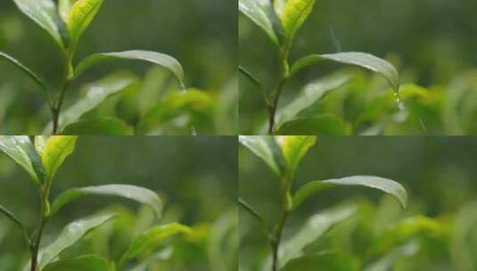 茶叶 春天 嫩叶 茶树 39高清在线视频素材下载