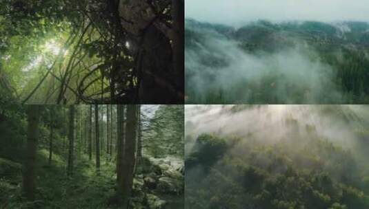 【合集】森林 绿意盎然 宽阔高清在线视频素材下载