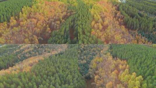 塞罕坝 秋天森林 自然风光高清在线视频素材下载