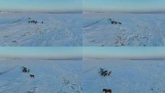 北方寒冬雪原牧场马群高清在线视频素材下载