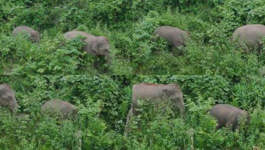 云南野生亚洲象实拍高清在线视频素材下载