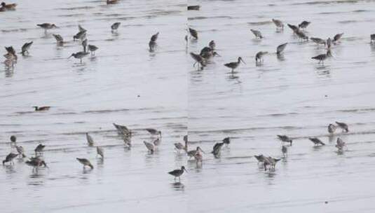 深圳湾飞行觅食的黑尾塍鹬群、鹬鸻群、鸟群高清在线视频素材下载