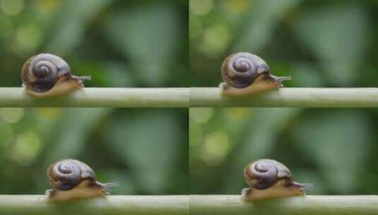 蜗牛特写正在爬行的蜗牛高清在线视频素材下载
