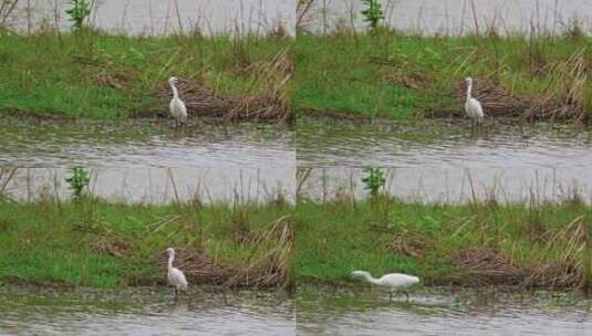 湿地河水中觅食的白鹭高清在线视频素材下载