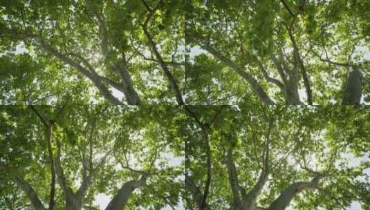 夏天森林树叶阳光丁达尔星芒高清在线视频素材下载