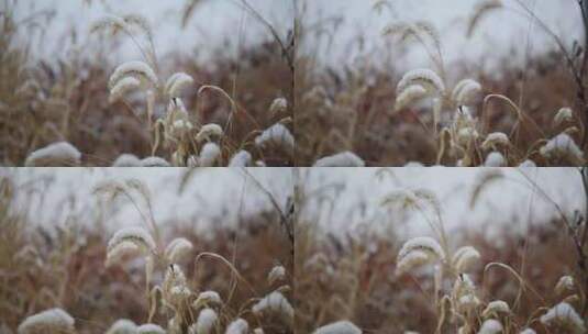 冬季雪花飘落到植物上的雪景高清在线视频素材下载