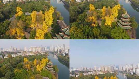 成都拍望景观望江公园秋色银杏城市天际线高清在线视频素材下载