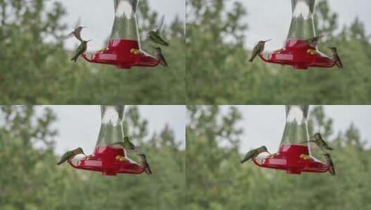 正在喝水的蜂鸟高清在线视频素材下载