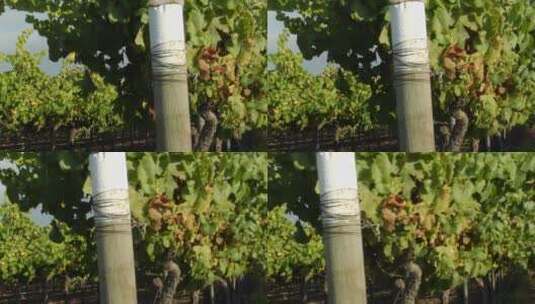 葡萄园的一排葡萄藤高清在线视频素材下载