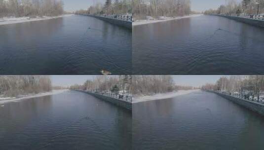 冬季长白山二道白河水中成群游泳的鸭子高清在线视频素材下载