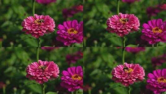 花园里盛开的波斯菊上采蜜的蜜蜂高清在线视频素材下载
