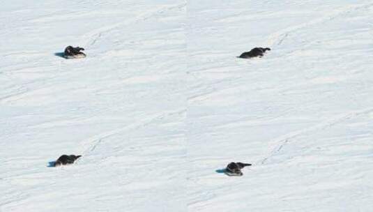 海豹在雪地里爬行高清在线视频素材下载