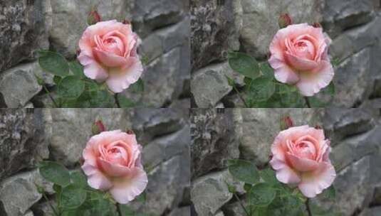 爱尔兰粉红玫瑰盛开高清在线视频素材下载