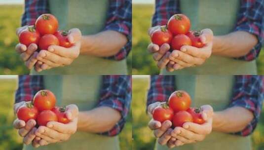 农民手捧着多汁西红柿高清在线视频素材下载