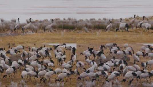 冬季云南会泽高原湿地上成群的黑颈鹤高清在线视频素材下载