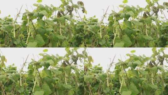 四季豆种植高清在线视频素材下载