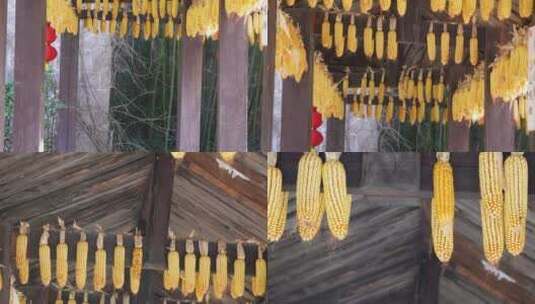 五谷丰登丰收景象长廊里装饰玉米高清在线视频素材下载