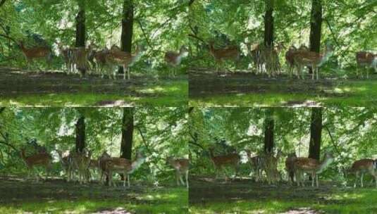 森林里的一群鹿高清在线视频素材下载