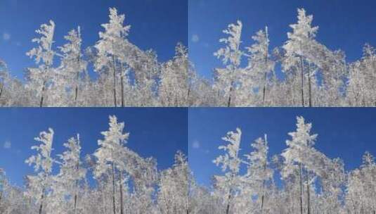 大兴安岭林海雪原雾凇高清在线视频素材下载